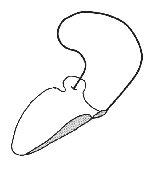 選択肢5
